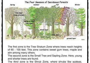 Exploring Biomes Worksheet Answers Along with Deciduous forest Biome Facts Worksheets & Information for Kids