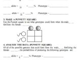 Factoring Difference Of Squares Worksheet Answer Key or Best Punnett Square Worksheet New Punnett Square Worksheet 1