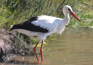 Facts About Birds Worksheet and Deuteronomy 14 18 White Stork Fairly Mon In Palestine Unclean
