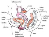 Female Reproductive System Worksheet Along with Antenatal Care Module 3 Anatomy and Physiology Of the Female