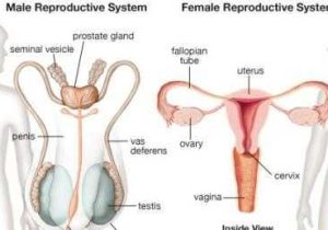 Female Reproductive System Worksheet and Male & Female Reproductive System Quiz Proprofs Quiz