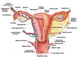 Female Reproductive System Worksheet as Well as 103 Best Reproductive System Images On Pinterest