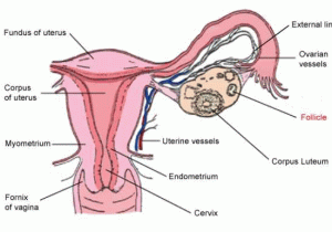 Female Reproductive System Worksheet or Anatomy Female Reproductive System