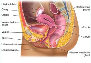 Female Reproductive System Worksheet or Female organs Diagram
