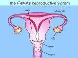 Female Reproductive System Worksheet or Female Reproductive System