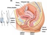 Female Reproductive System Worksheet together with 17 Best Nursing Reproductive System Images On Pinterest