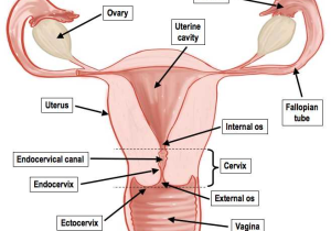 Female Reproductive System Worksheet together with Female Reproductive System Anatomy and Physiology