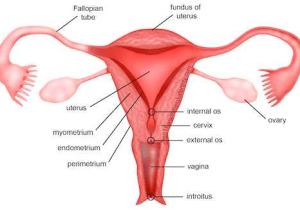 Female Reproductive System Worksheet together with Icse solutions for Class 10 Biology the Reproductive System A