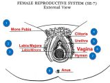 Female Reproductive System Worksheet with Beste Diagram Labia Galerie Menschliche Anatomie Bilder