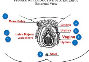 Female Reproductive System Worksheet with Beste Diagram Labia Galerie Menschliche Anatomie Bilder