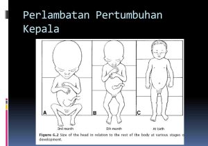 Fetal Development Worksheet and Fetal Phase Embryolgy Ii Ppt