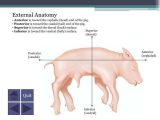 Fetal Pig Dissection Pre Lab Worksheet Answers Also A Fetal Pig Dissection Anat and Phys Pinterest