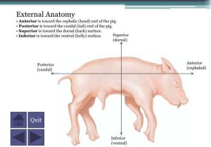 Fetal Pig Dissection Pre Lab Worksheet Answers Also A Fetal Pig Dissection Anat and Phys Pinterest
