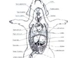 Fetal Pig Dissection Pre Lab Worksheet or Groß Pigs Anatomy Similar Humans Galerie Menschliche Anatomie