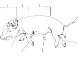 Fetal Pig Dissection Pre Lab Worksheet together with Fetal Pig Diagram Answers