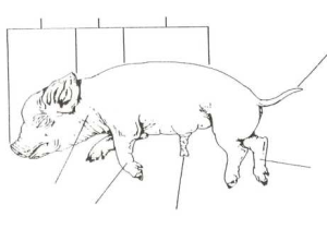 Fetal Pig Dissection Pre Lab Worksheet together with Fetal Pig Diagram Answers