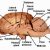 Fetal Pig Dissection Worksheet Answers Along with Addiction4 the Brain