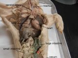 Fetal Pig Dissection Worksheet Answers Along with Fetal Pig Carotid Labeled Biologycorner