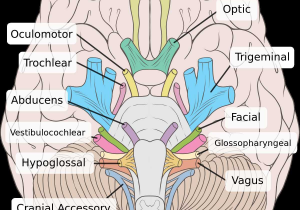 Fetal Pig Dissection Worksheet Answers Also Oculomotor Nerve