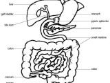 Fetal Pig Dissection Worksheet Answers and Anatomy and Physiology Of Animals the Gut and Digestion