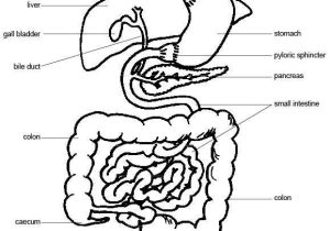 Fetal Pig Dissection Worksheet Answers and Anatomy and Physiology Of Animals the Gut and Digestion