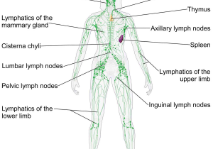 Fetal Pig Dissection Worksheet Answers as Well as Lymphatic System