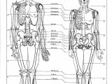 Figure Drawing Proportions Worksheet Along with 35 Best Drawing Overall Body Images On Pinterest