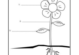 First Grade Science Worksheets Along with Children Can Label the Parts Of A Plant From Super Teacher