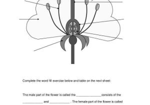 Flower Anatomy Worksheet Key Along with Name Structure Of A Flower Label the Diagram Below Plete the W