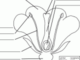 Flower Anatomy Worksheet Key Along with Parts Of A Flower Fill In the Blank Printable