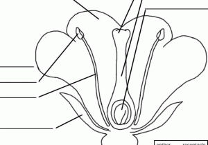 Flower Anatomy Worksheet Key Along with Parts Of A Flower Fill In the Blank Printable