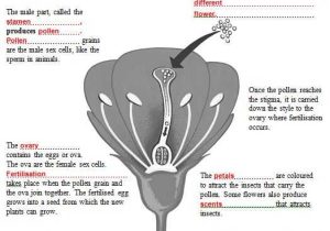 Flower Anatomy Worksheet Key as Well as 891 Best Biology Class Images On Pinterest
