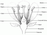 Flower Anatomy Worksheet Key as Well as Miss Rumphius the Parts Of A Flower Five In A Row Fiar