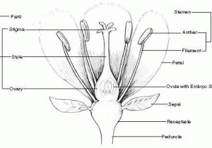 Flower Anatomy Worksheet Key as Well as Miss Rumphius the Parts Of A Flower Five In A Row Fiar