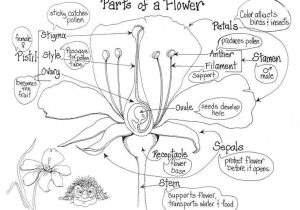 Flower Anatomy Worksheet Key or 891 Best Biology Class Images On Pinterest