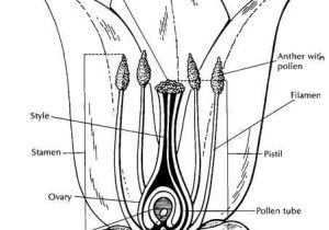 Flower Anatomy Worksheet Key together with 239 Best Botany Fun Images On Pinterest