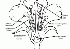 Flower Structure and Reproduction Worksheet Answers Along with Parts Of the Flower