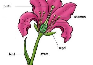 Flower Structure and Reproduction Worksheet Answers as Well as Post It Labels for the Parts Of A Flower