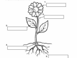 Flower Structure and Reproduction Worksheet Answers together with Parts Of Plants Worksheets