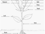 Flower Structure and Reproduction Worksheet Answers with Parts Of A Plant Coloring Sheet Tape or Glue Parts to the Sheet as