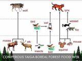 Food Chain Worksheet Along with Food Chain Boreal fores Food Chains Webs Ecosystems An