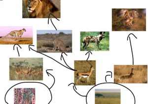 Food Chain Worksheet Also African Savanna Food Chain Bing Images