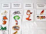 Food Chain Worksheet Also Consumers by Keliah Taylor