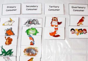 Food Chain Worksheet Also Consumers by Keliah Taylor