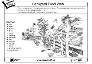 Food Chain Worksheet Also the Rainforest for Kindergarten Coloring Worksheets