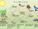 Food Chain Worksheet and Ecosystem Vocab by Carlos Martinez