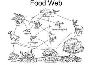 Food Chain Worksheet and Wolf Food Web Diagram Engine Diagram and Wiring Diagram