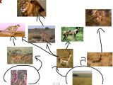 Food Chain Worksheet Answers Also African Savanna Food Chain Bing Images
