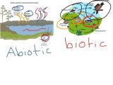 Food Chain Worksheet Answers as Well as Biotic Vs Abiotic Worksheet Super Teacher Worksheets
