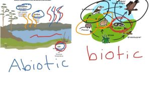 Food Chain Worksheet Answers as Well as Biotic Vs Abiotic Worksheet Super Teacher Worksheets